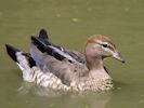 Australian Wood Duck (WWT Slimbridge July 2013) - pic by Nigel Key